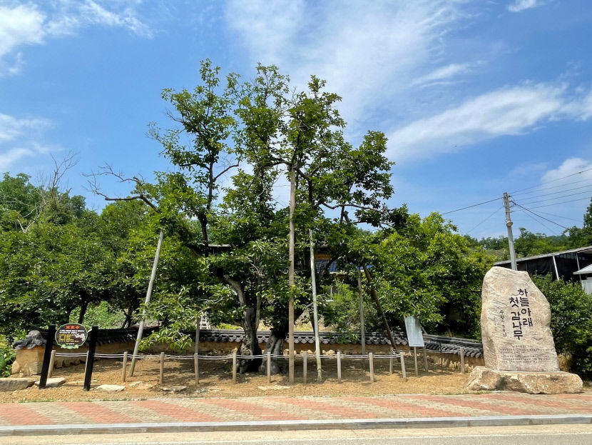 경북 5개소 신규 국가산림문화자산으로 지정…전국 최다