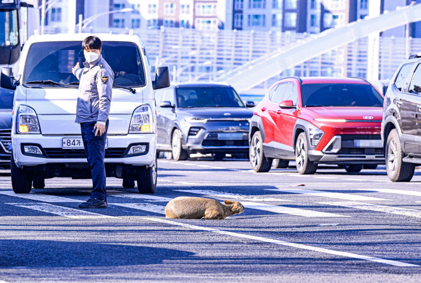 [포토뉴스] 대구 달구벌대로에서 사고 당한 고라니 구조