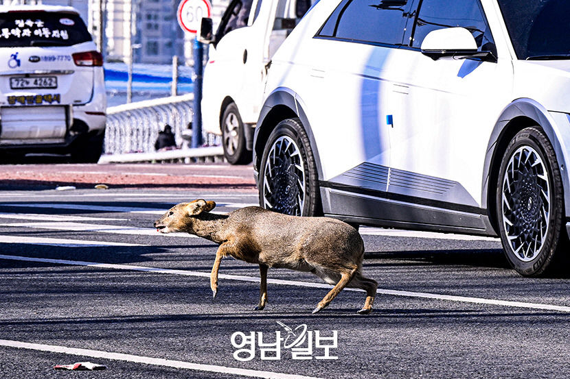 [포토뉴스] 로드킬 生死의 찰나