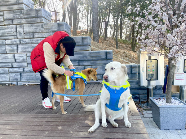 댕댕이랑 도심 지켜요 대구 남구 반려견순찰대 운영