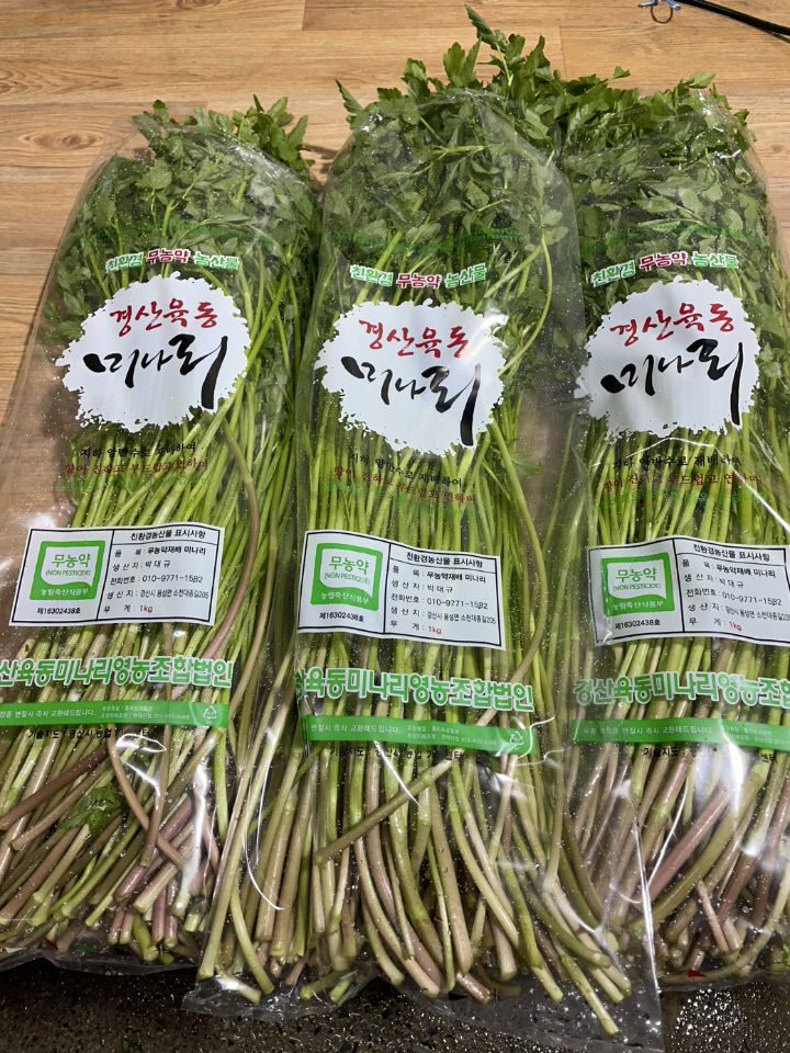 봄내음 가득한 미나리 드시러 오세요 경산 육동미나리 본격 출하