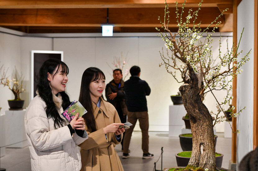 추운 겨울 이겨 낸 매화 꽃망울 터트려… 영주 선비세상서 매화전 개최