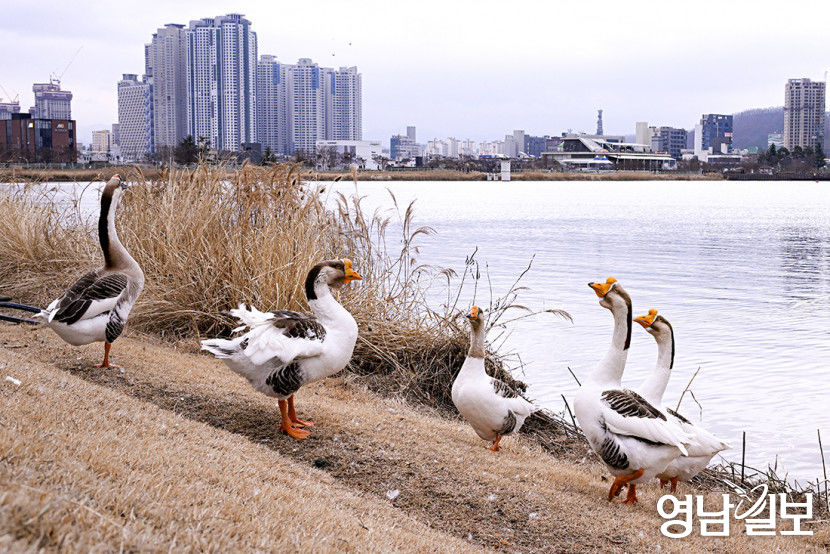 [포토뉴스] 포근한 날씨 즐기는 거위