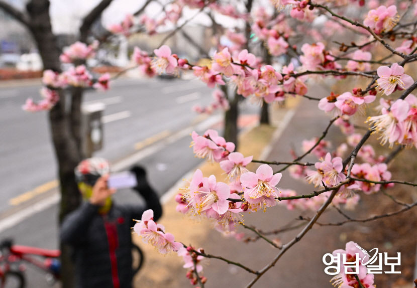 [포토뉴스] 대구 수성못 인근 도로 매화 활짝