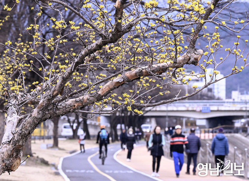 [포토뉴스] 봄의 전령 산수유 활짝