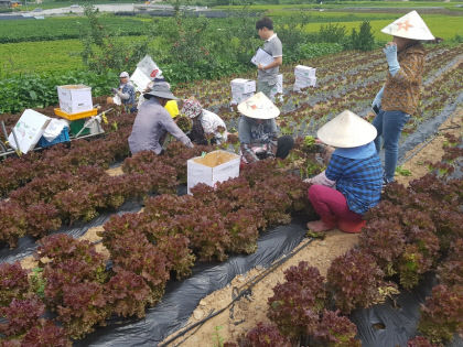 농촌 계절 근로자 입국 숨통 텄다… 경북지역 농번기 살림꾼 역할 기대