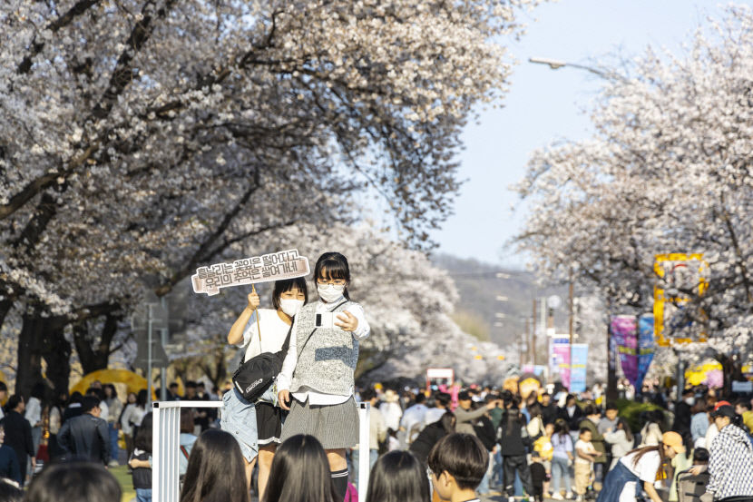 안동의 봄, 27일 벚꽃축제로 팡! 팡!