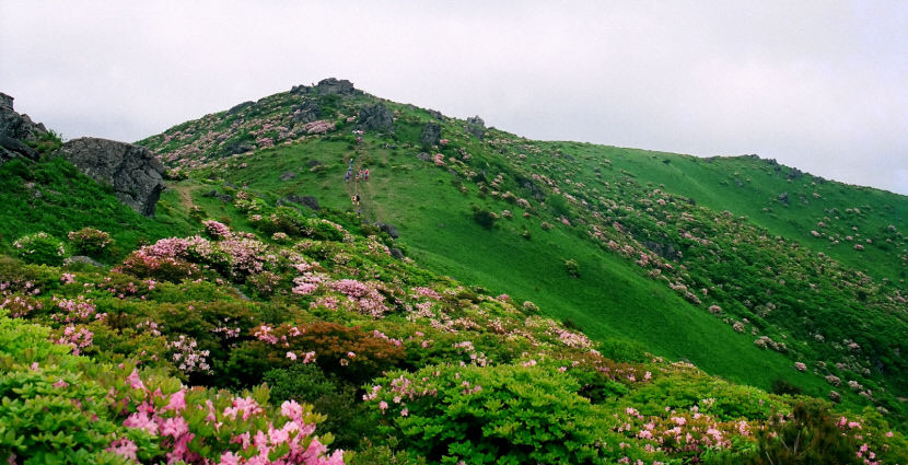4._영주_소백산_철쭉__3