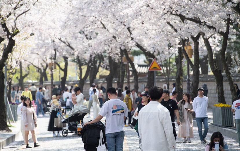 경주 대릉원 돌담길로 벚꽃 보러 가자