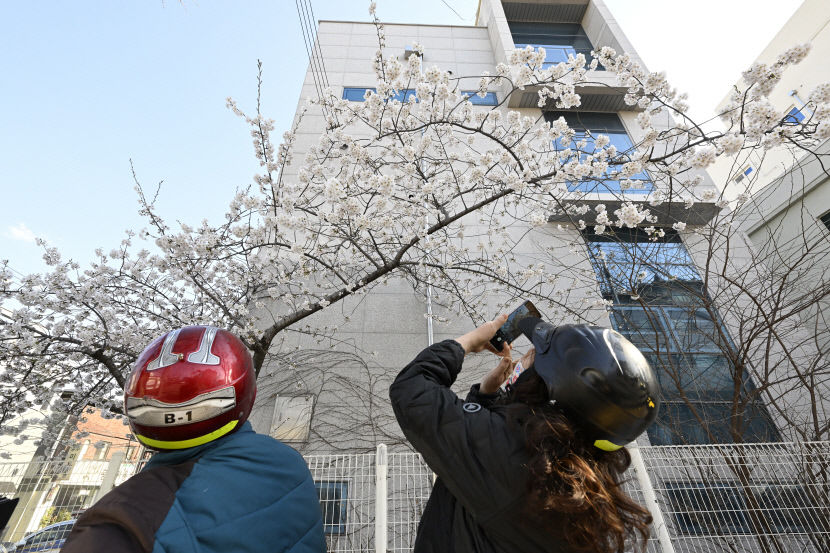 대구 곳곳에 피기 시작한 벚꽃…구경은 어디로?