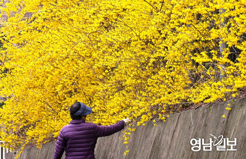 [포토뉴스] 활짝 핀 대구 불미골공원 개나리