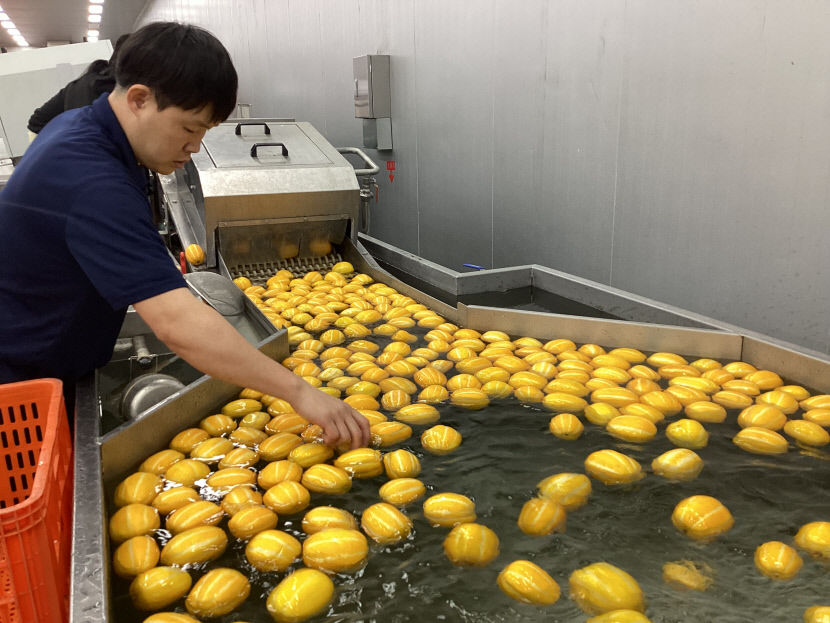 비가 참 야속하네요 …참외 1번지 경북 성주, 일조량 부족에 시름
