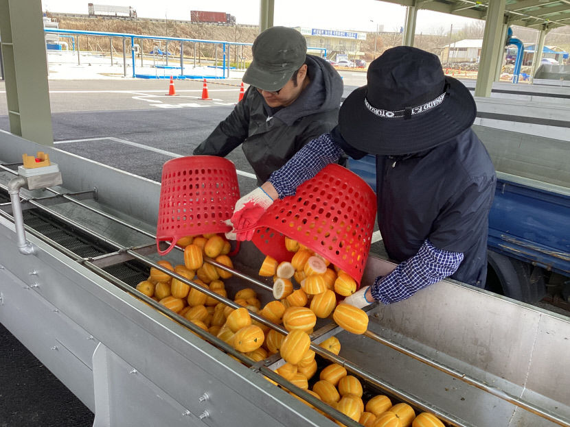 비가 참 야속하네요 …참외 1번지 경북 성주, 일조량 부족에 시름