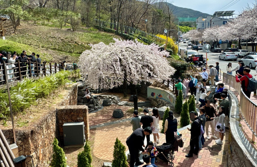 벚나무 한 그루인데…대구 앞산빨래터공원, SNS서 벚꽃명소로 확산