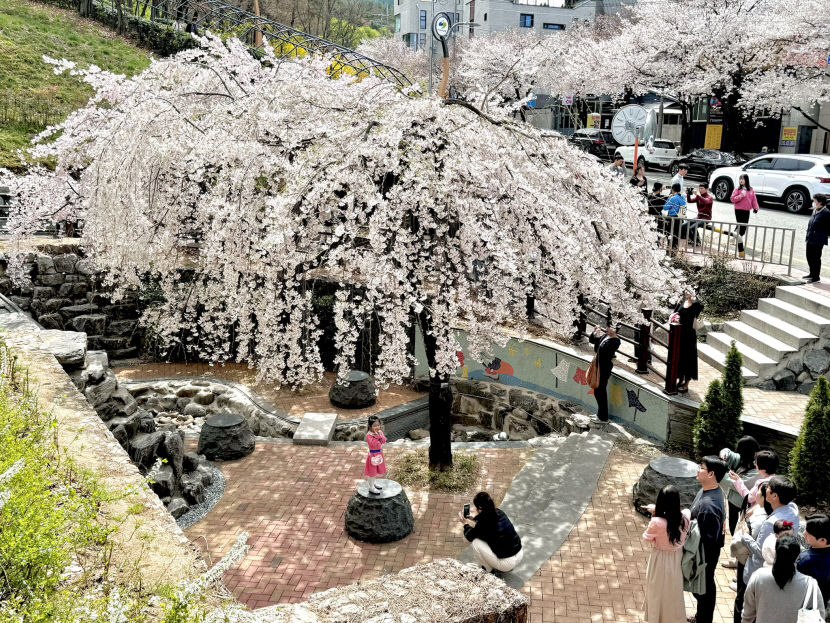 벚나무 한 그루인데…대구 앞산빨래터공원, SNS서 벚꽃명소로 확산