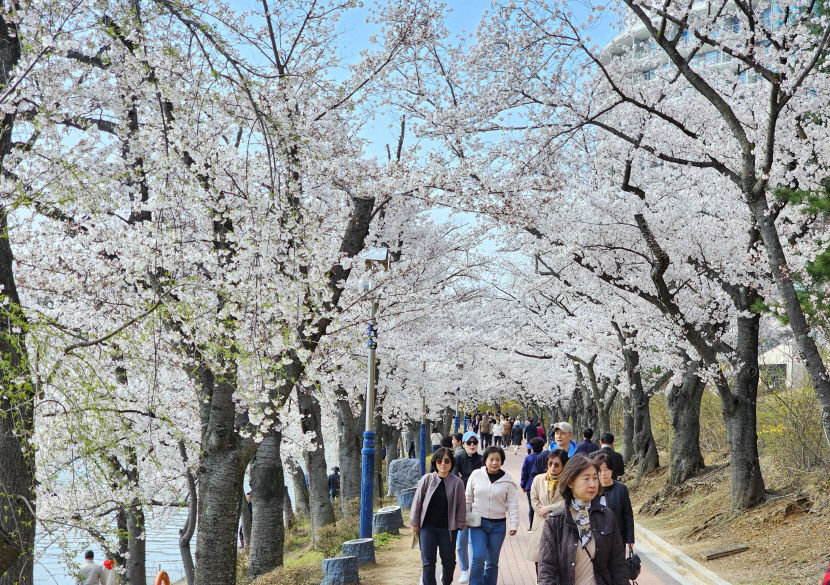 [포토뉴스] 古都 경주 하얀 꽃 대궐