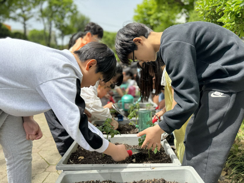 토마토 다 자라면 부모님 드릴 거에요 감탄연발 흥미유발 초등생 도시농업 교육
