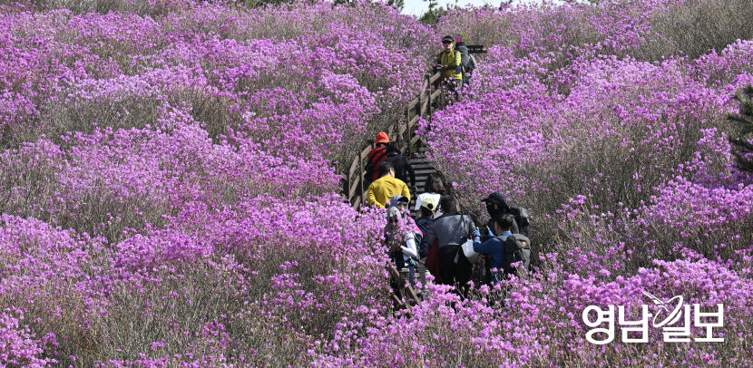 [포토뉴스] 참꽃 사이로 걸으며 느끼는 봄의 정취