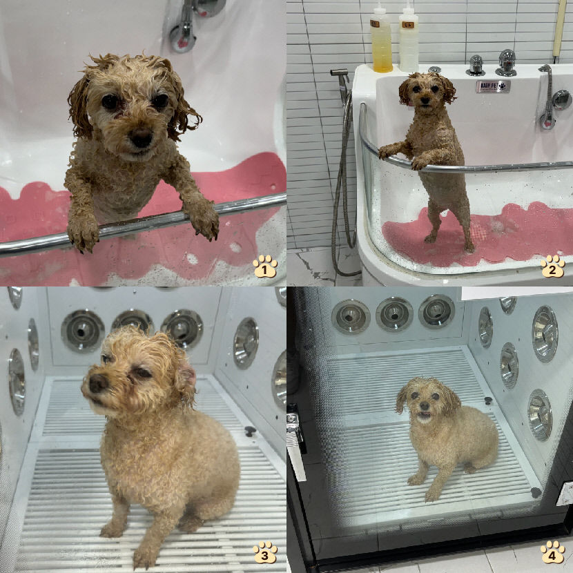 산책하기도 뛰놀기도 좋은 정원…반려견 샤워장도 매력적