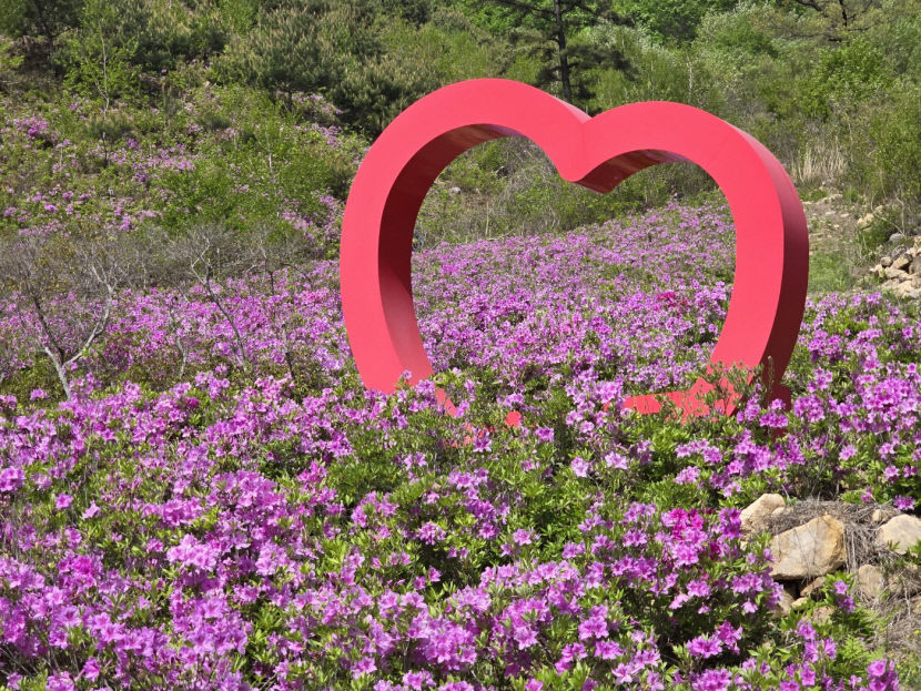 [성주 가볼만한 곳] 성주 철쭉단지서 펼쳐진 분홍빛 향연…사진도 찰칵