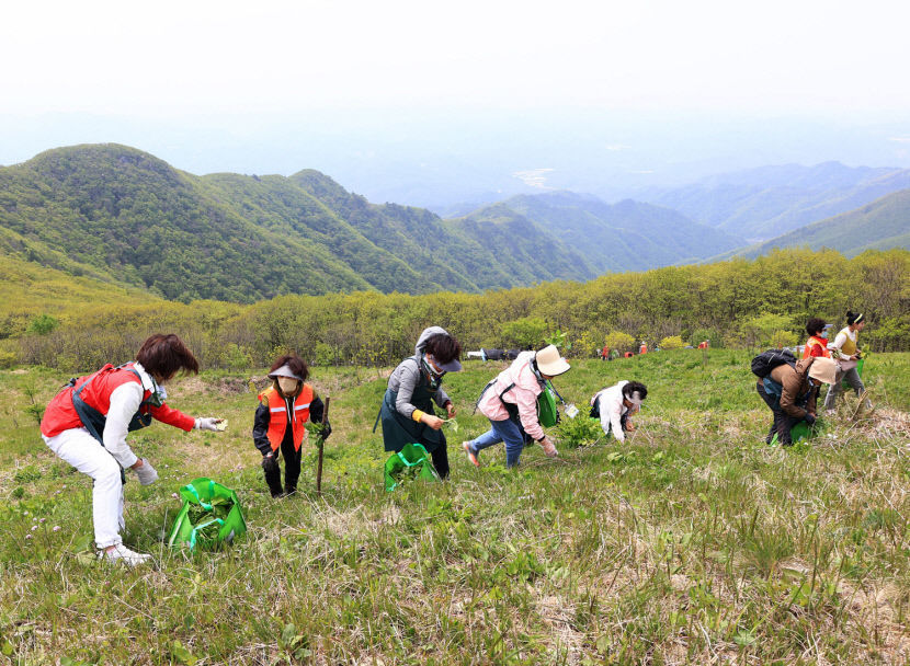 축제-양산나물축제