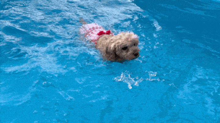 img_6431-min-ezgif_com-optimize(1).gif
