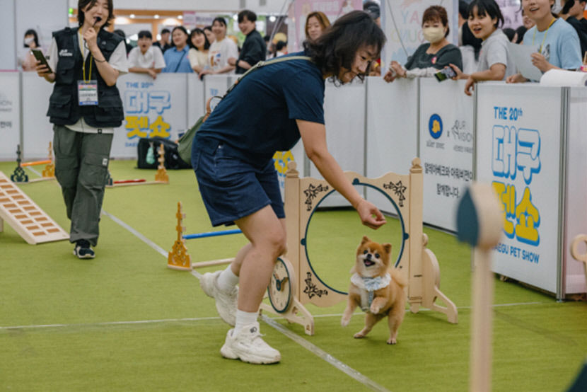 고양이 집사들도 오세요…대구 펫&캣쇼 10~12일 개최