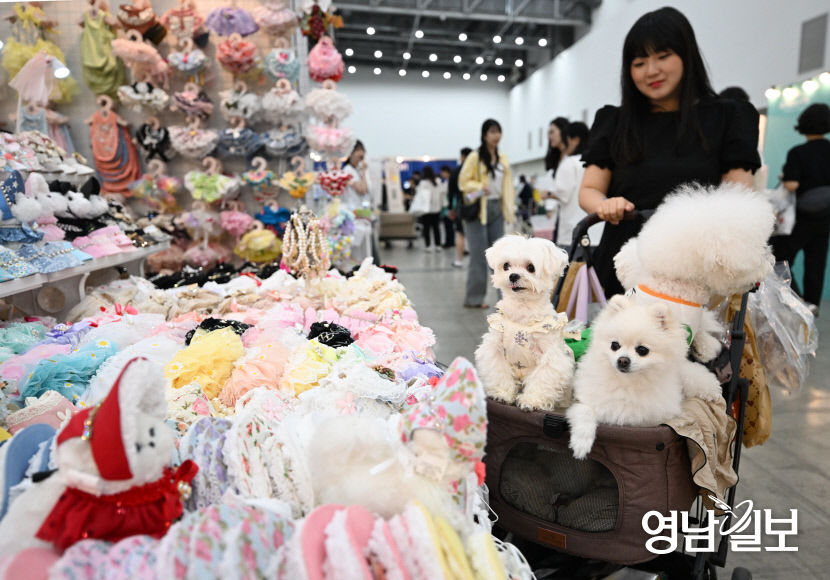 [포토뉴스] 옷 고르는 반려견과 대구시민