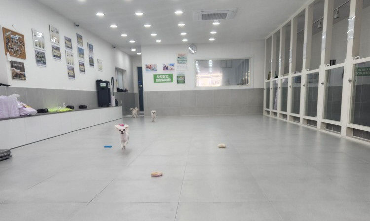 반려동물 메카로 떠오르는 구미시…96억 들여 반려인과 비반려인 공간 마련