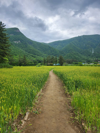 울릉도 나리분지, 초록빛 보리밭의 장관