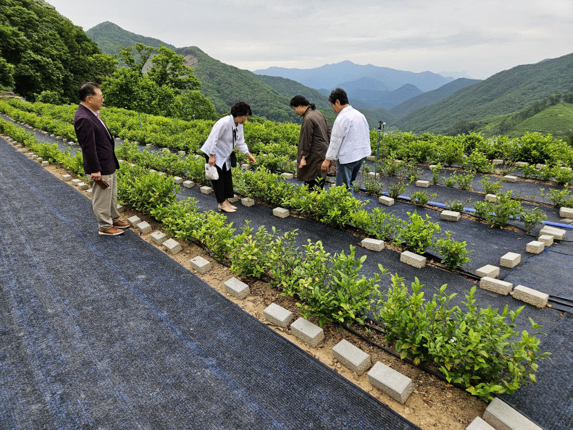 경북 문경에도 2천평 규모 차밭 생겼다