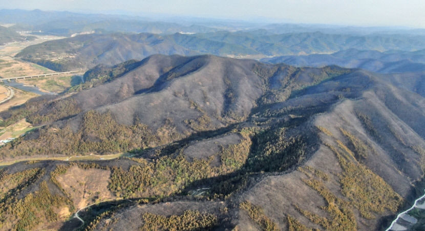 이제 푸르러요…화마 흔적 지우는 안동 풍천, 남후면 산(山)