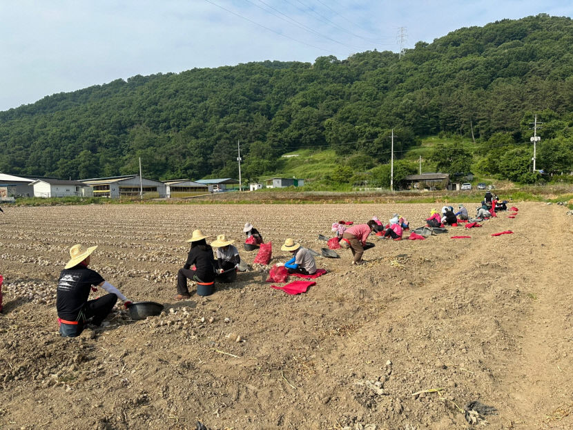 매년 반복되는 경북지역 농가 인력난…근본적인 대책마련 시급