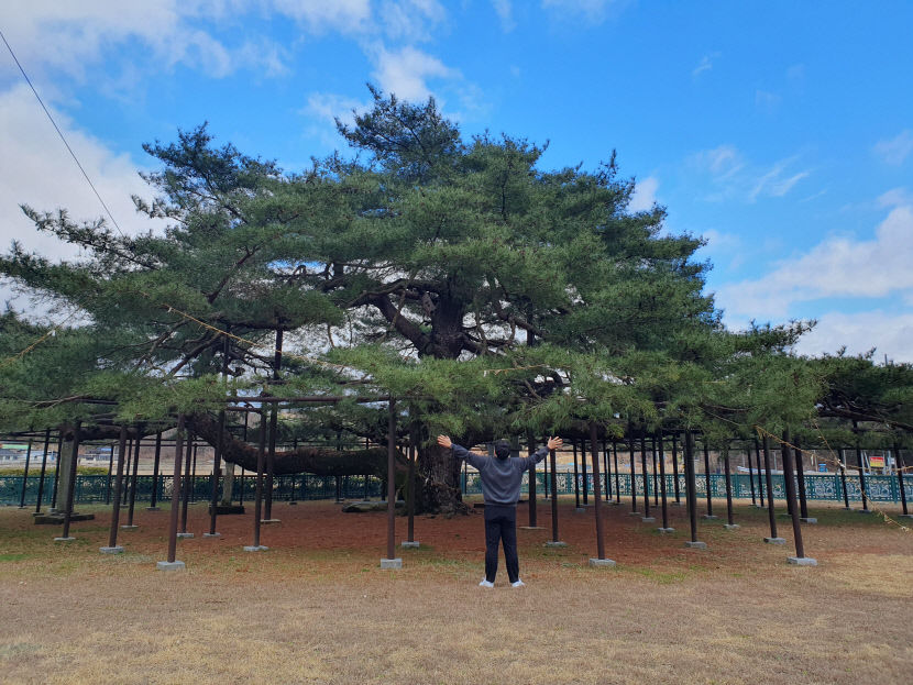 예천 석송령, 한국관광공사 선정 6월 숨은 여행지에 선정