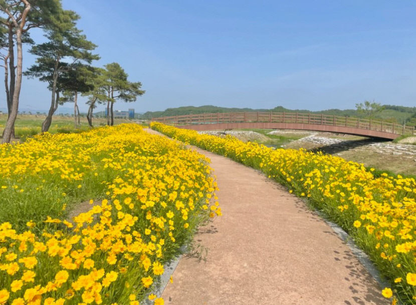 금계국 천지 예천 삼강 나들이