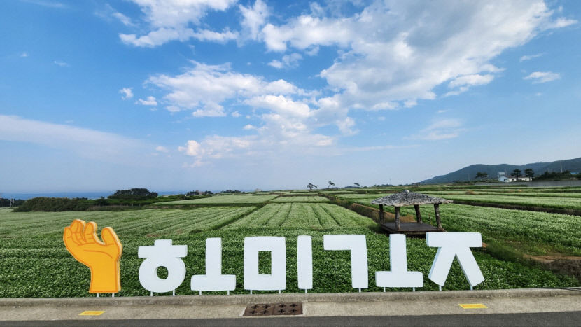 포항 호미곶에 순백의 메밀꽃 활짝