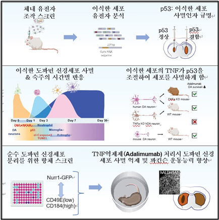DGIST 교수, 줄기세포 이식 성공률 높일 중요 단서 규명