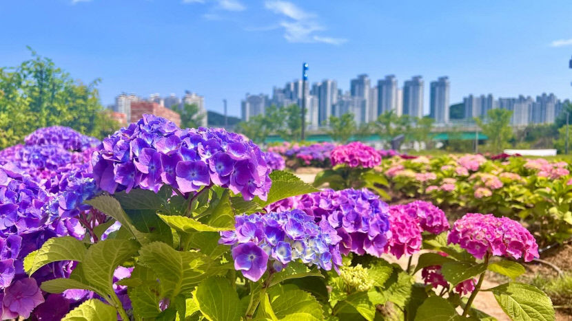 [포토뉴스] 다온 숲을 가득 메운 수국꽃