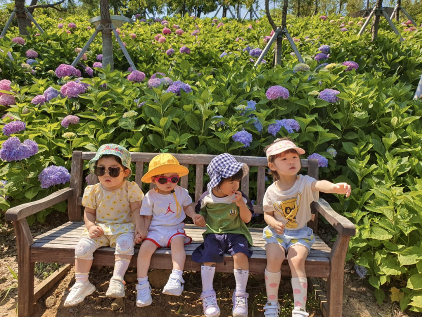[포토뉴스] 다온 숲을 가득 메운 수국꽃
