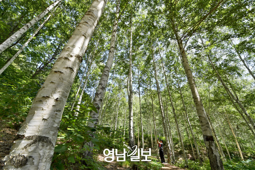 [별천지 영양의 숲과 마을 .1] 영양 죽파리 자작나무 숲