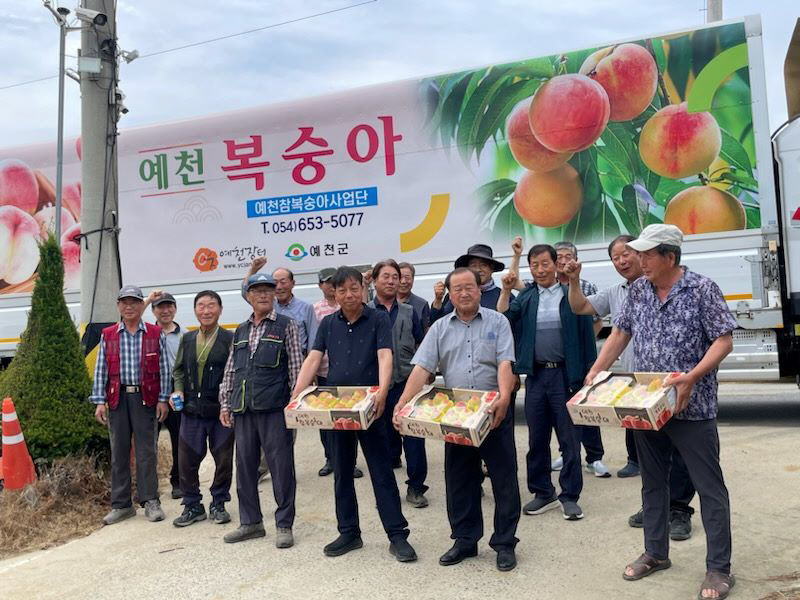 탐스럽게 영근 예천 참복숭아 첫 출하