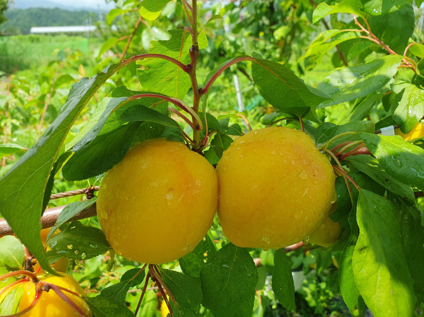영주시, 새콤달콤 ‘망고링’ 7월 본격 출시