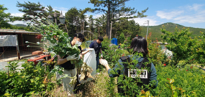 포항·경주 해안가 일대서 양귀비 3천500여 그루 발견