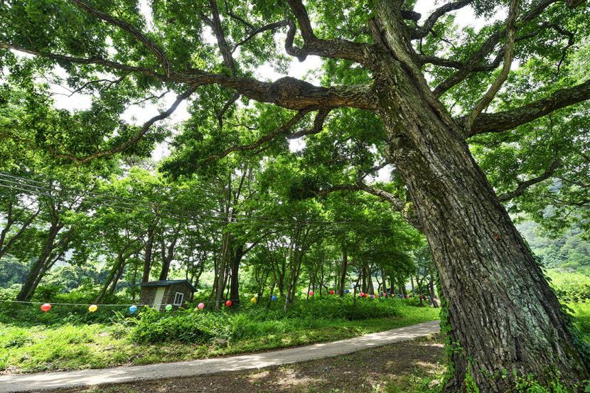 [별천지 영양의 숲과 마을 .2] 두메송하마을