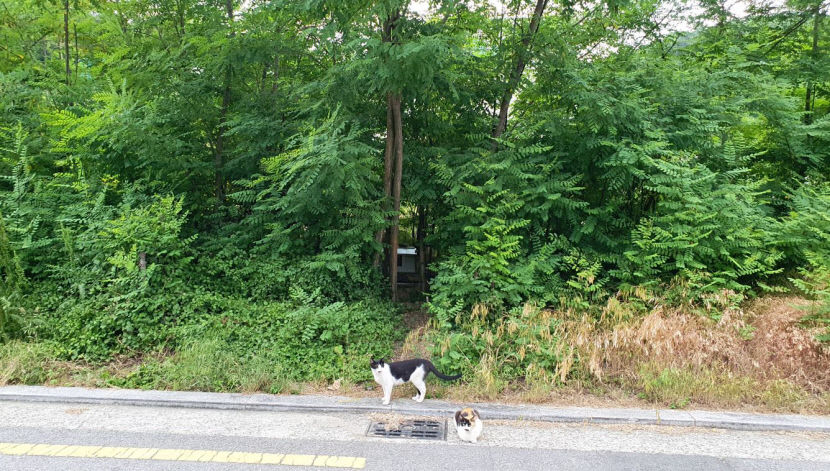 견주 vs 캣대디…길고양이 돌봄 구청에 민원 충돌