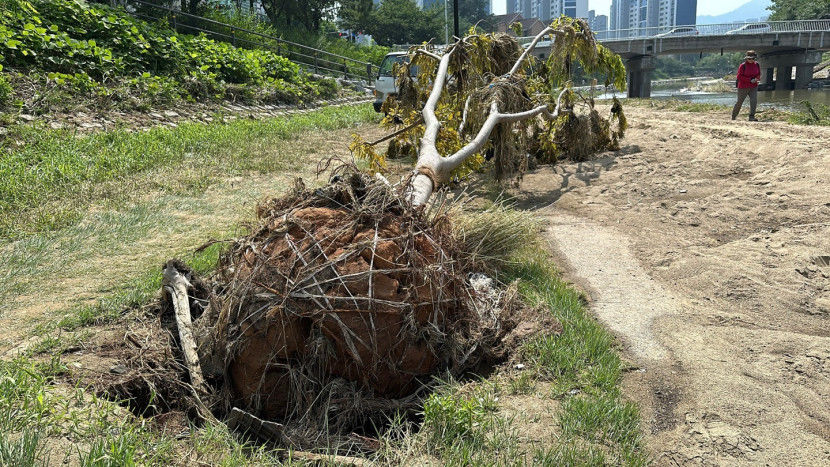 [포토뉴스]비가 그친 대구 팔거천, 수마가 남긴 처참한 흔적