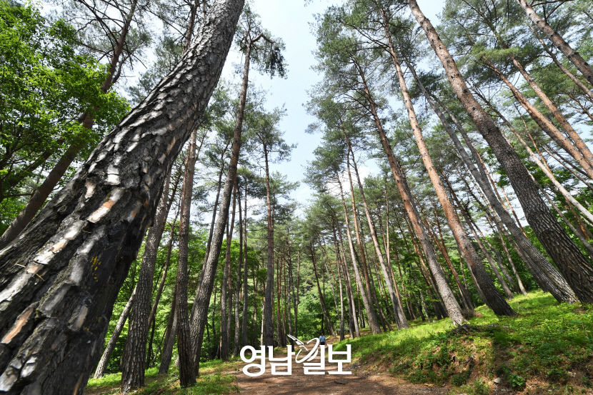 [별천지 영양의 숲과 마을 .3] 검마산자연휴양림