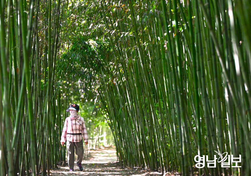 [포토뉴스] 뜨거운 날씨에 대구 죽곡댓잎소리길 산책하는 시민