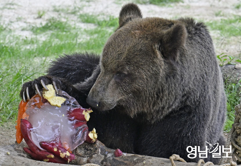 [포토뉴스] 얼음으로 폭염 식히는 대구 달성공원 불곰