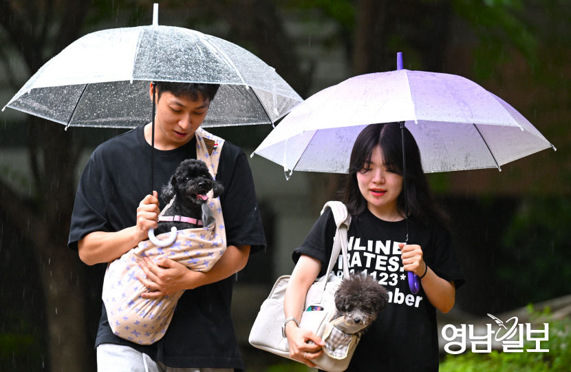 [포토뉴스] 빗속에도 반려견과 함께 산책하는 시민
